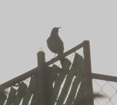 Toxostoma curvirostre