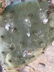Opuntia caboensis