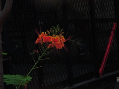 Cynanthus latirostris