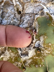 Opuntia caboensis