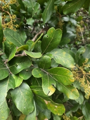 Sapindus emarginatus