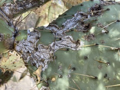 Opuntia caboensis