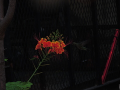 Cynanthus latirostris