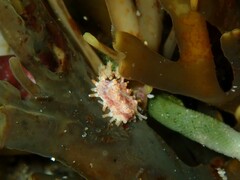 Plesiocolochirus ignavus