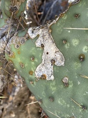 Opuntia caboensis