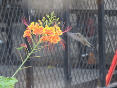 Cynanthus latirostris