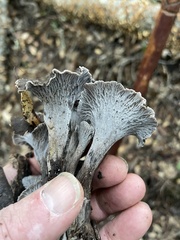Craterellus atrocinereus