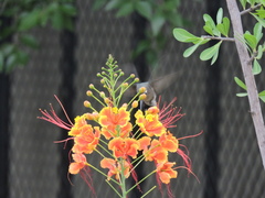 Cynanthus latirostris