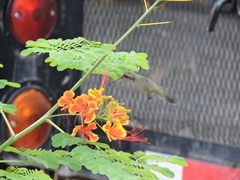 Cynanthus latirostris