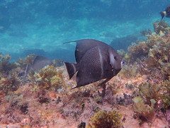 Pomacanthus arcuatus