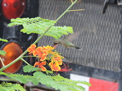 Cynanthus latirostris