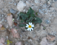 Perityle crassifolia