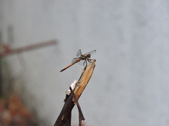 Cannaphila insularis