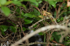 Chironius maculoventris