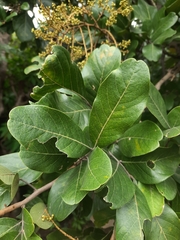 Sapindus emarginatus