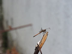 Cannaphila insularis