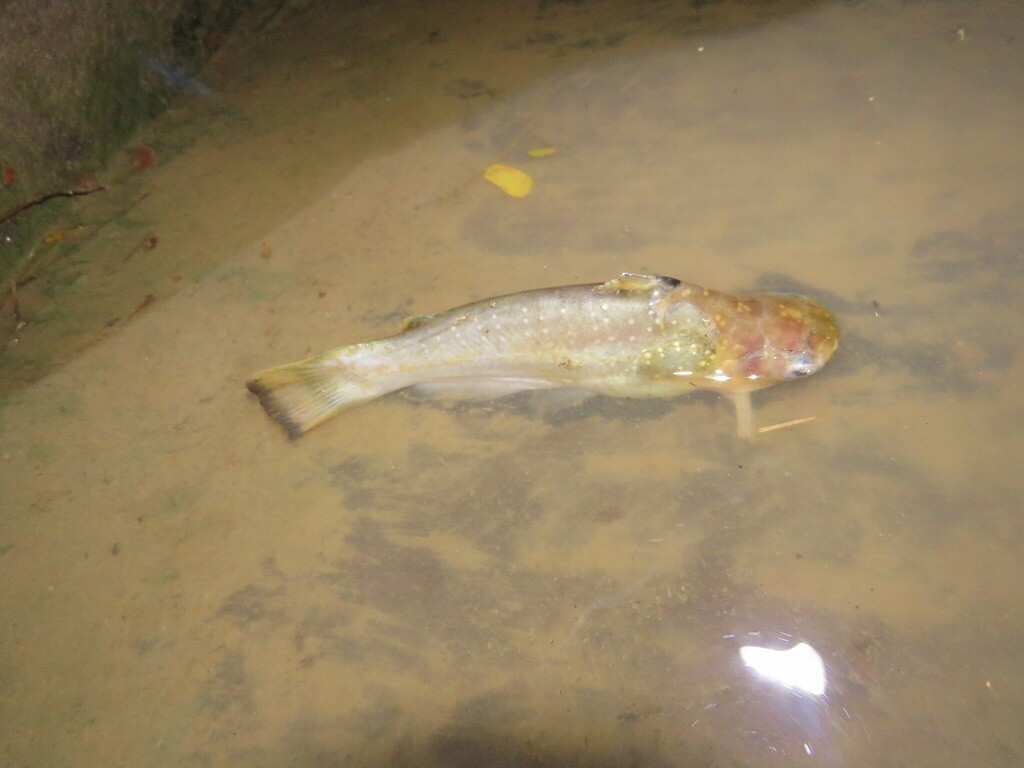 Zamora woodcat (Auchenipterichthys thoracatus) — Auchenipteridae