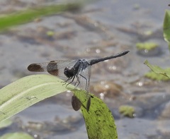 Diplacodes nebulosa