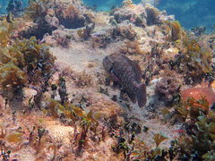 Cephalopholis cruentata