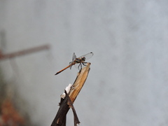 Cannaphila insularis