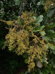 Sapindus emarginatus