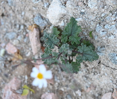Perityle crassifolia