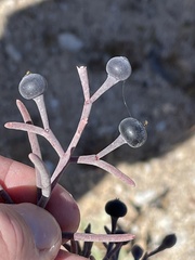 Psittacanthus sonorae