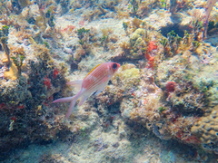 Holocentrus adscensionis