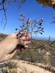 Psittacanthus sonorae