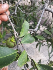 Diospyros affinis