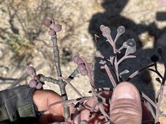 Psittacanthus sonorae