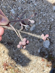 Psittacanthus sonorae