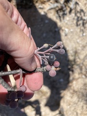 Psittacanthus sonorae