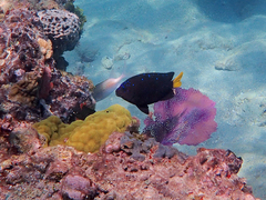 Microspathodon chrysurus