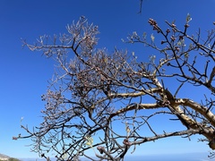 Psittacanthus sonorae