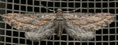 Eupithecia acutipennis