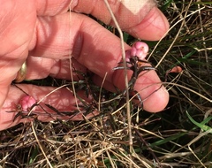 Gaultheria macrostigma