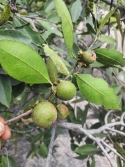 Diospyros affinis