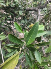 Diospyros affinis