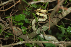 Chironius maculoventris