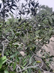 Diospyros affinis