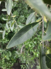 Diospyros affinis
