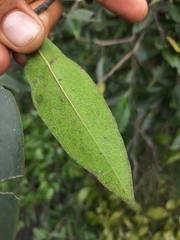 Diospyros affinis