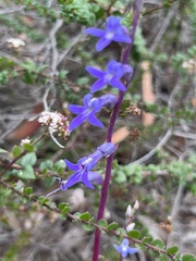 Lobelia gibbosa
