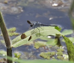 Diplacodes nebulosa