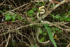 Chironius maculoventris