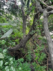 Diospyros affinis