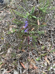 Lobelia gibbosa