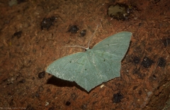 Maxates centrophylla