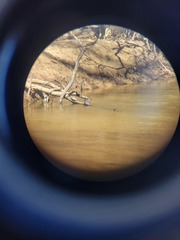 Graptemys sabinensis